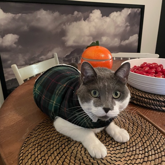 Dog whisperer jacket - Picture 5 of 5